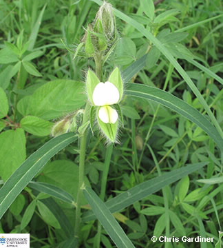 Image of Crotalaria calycina