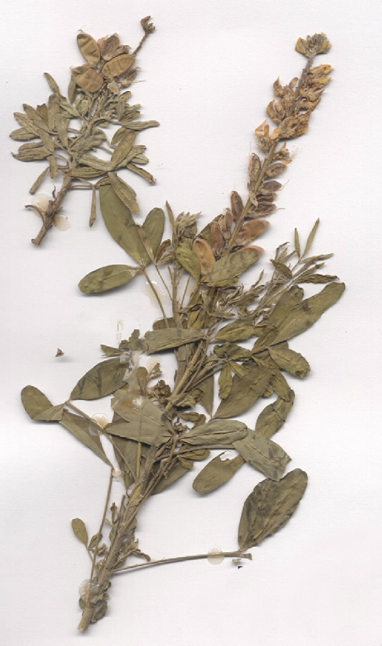 Crotalaria goreensis