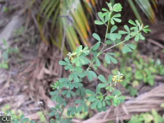 Crotalaria medicaginea