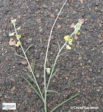 Image of Crotalaria montana