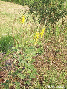 Image of Rattlepod