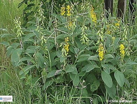 Image of Crotalaria retusa