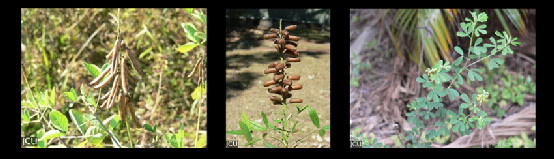 Crotalaria spp.