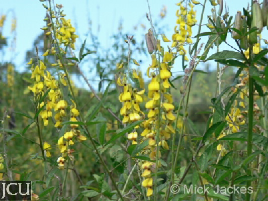 Crotalaria zanzibarica