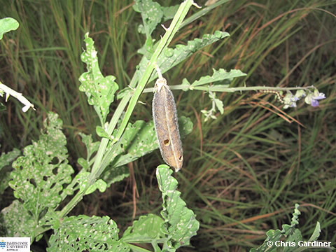 Image of Crotalaria verrucosa