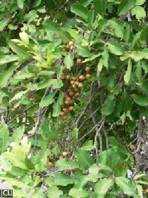 Cupaniopsis anacardioides