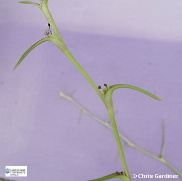 Image of Cyanotis axillaris