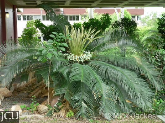 Cycas media