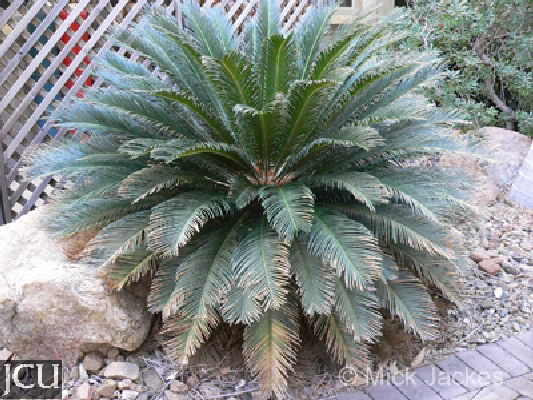 Cycas revoluta