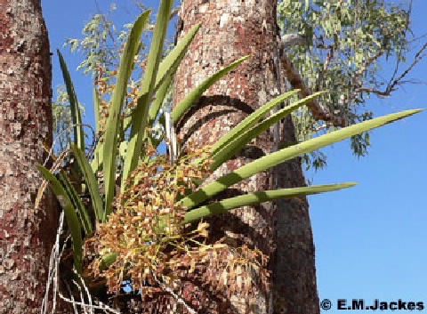 orchid in tree