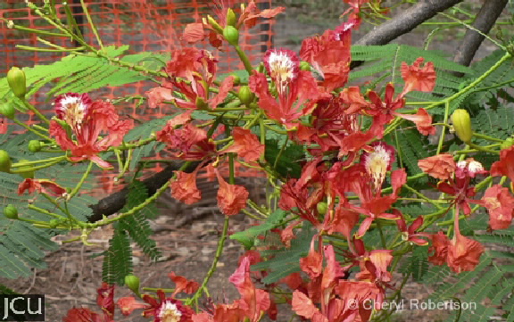 Delonix regia (Poinciana)