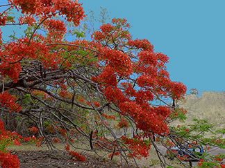 Tree on campus Townsville