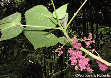 Image of stinging tree