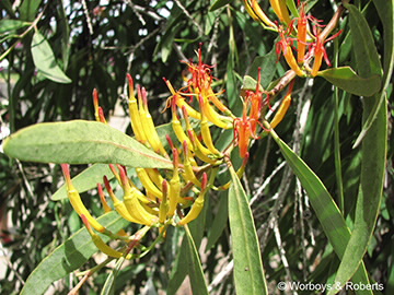 Image of Mistletoe