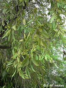 Image of Mistletoe