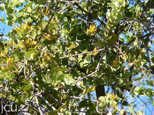 Dendrophthoe homoplastica
