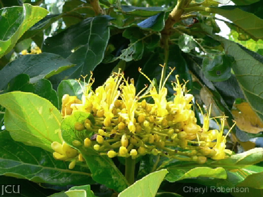 Deplanchea tetraphylla