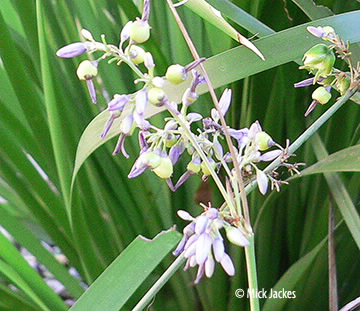 Flowers closeup
