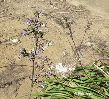 flower spike