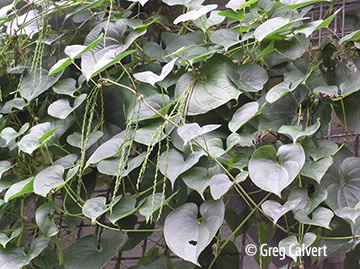 whole vine