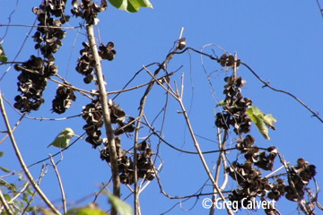 dry pods