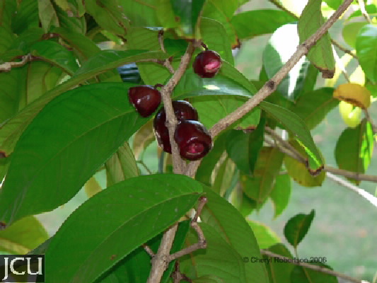 Syzygium erythrocalyx