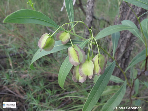 Image of Dodonaea lanceolata