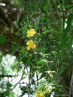 Macfadyena unguis-cati 