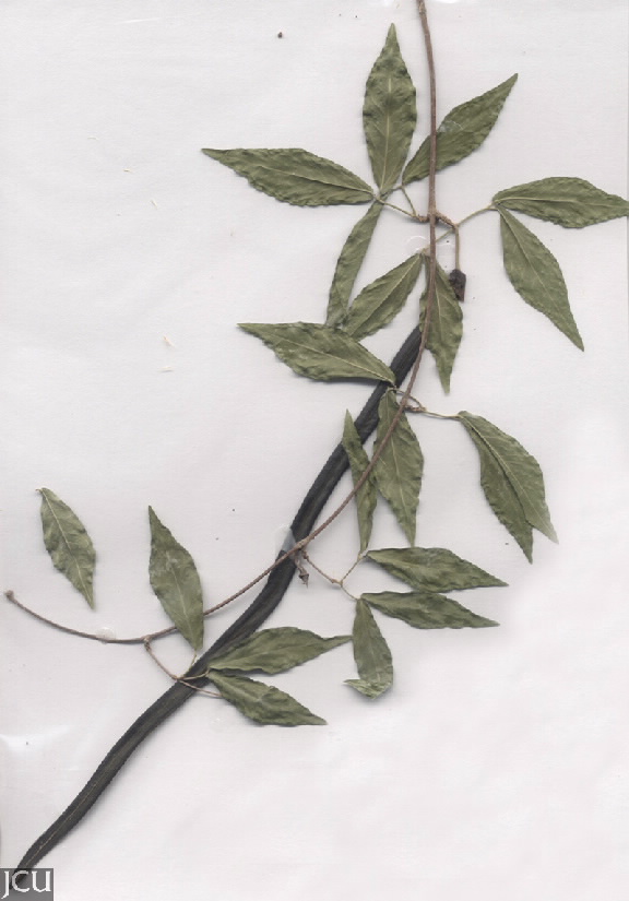 Macfadyena unguis-cati 