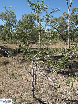Image of growth habit - Dolichondrone