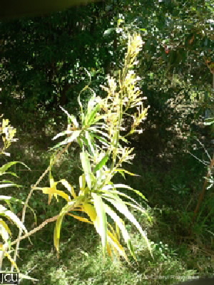 Dracaena spp.