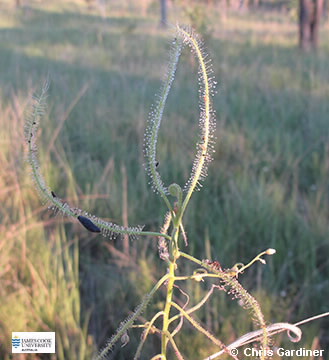 Image of Drosera indica