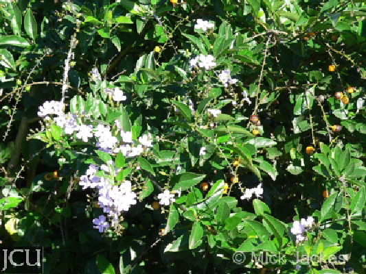 Duranta erecta