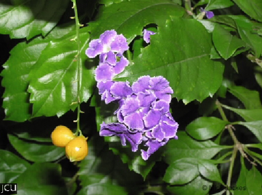 Duranta erecta
