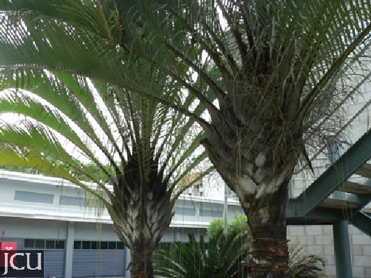 Dypsis decaryi