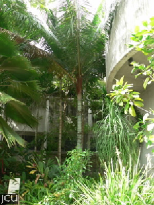 Dypsis leptocheilos