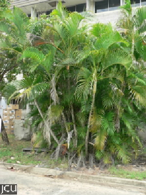 Dypsis lutescens