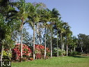 Dypsis madagascariensis