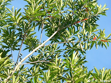 Image of Elaeocarpus angustifolious