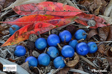 mage of Elaeocarpus fruit