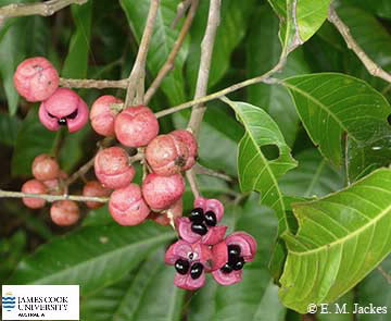 Image of fruit of Sllatostachys microcarpa