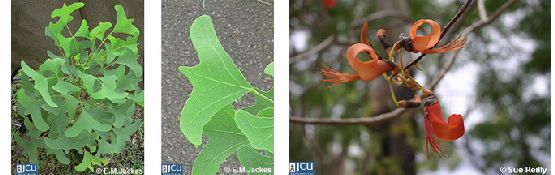 three images of Erythrina vespertilio