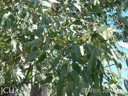 Eucalyptus camaldulensis