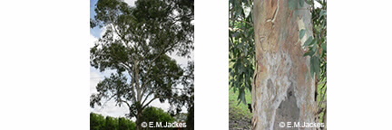 Images of Euc. camaldulensis