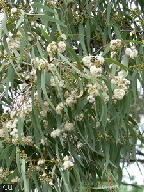 Eucalyptus drepanopyhlla