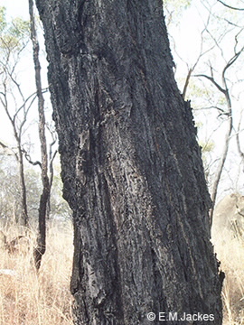 Image of trunk of Eucalypt