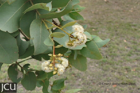 Eucalyptus melanophloia