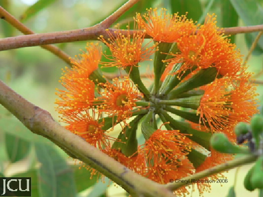 Eucalyptus phoenicea