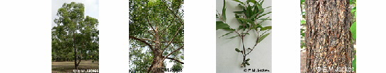 Images of Eucalyptus phoenicia