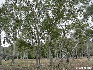 Image of Euc. platyphylla trees
